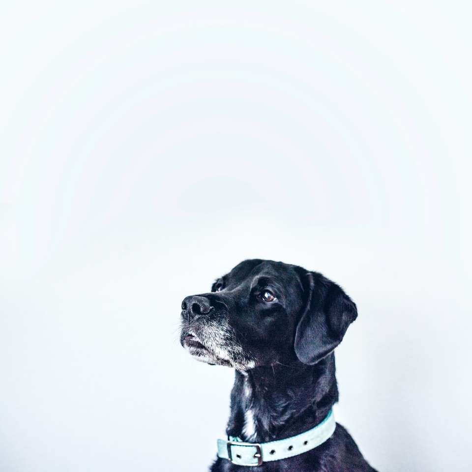 svart hund med vit krage pussel på nätet