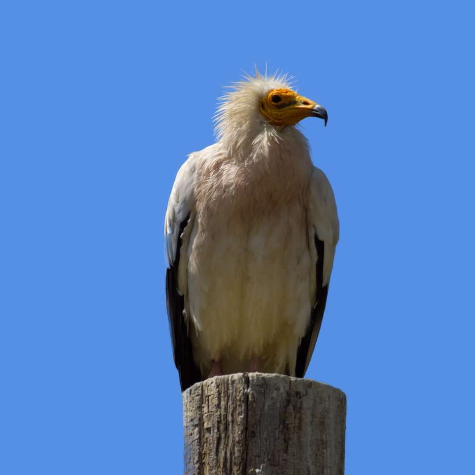 Pájaro blanco y negro en poste de madera marrón durante el día rompecabezas en línea