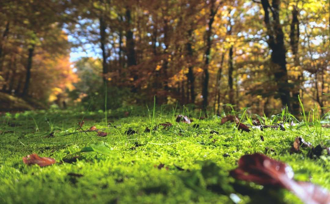 Selektive Fokus-Fotografie von verwelkten Blättern auf Gras Puzzlespiel online