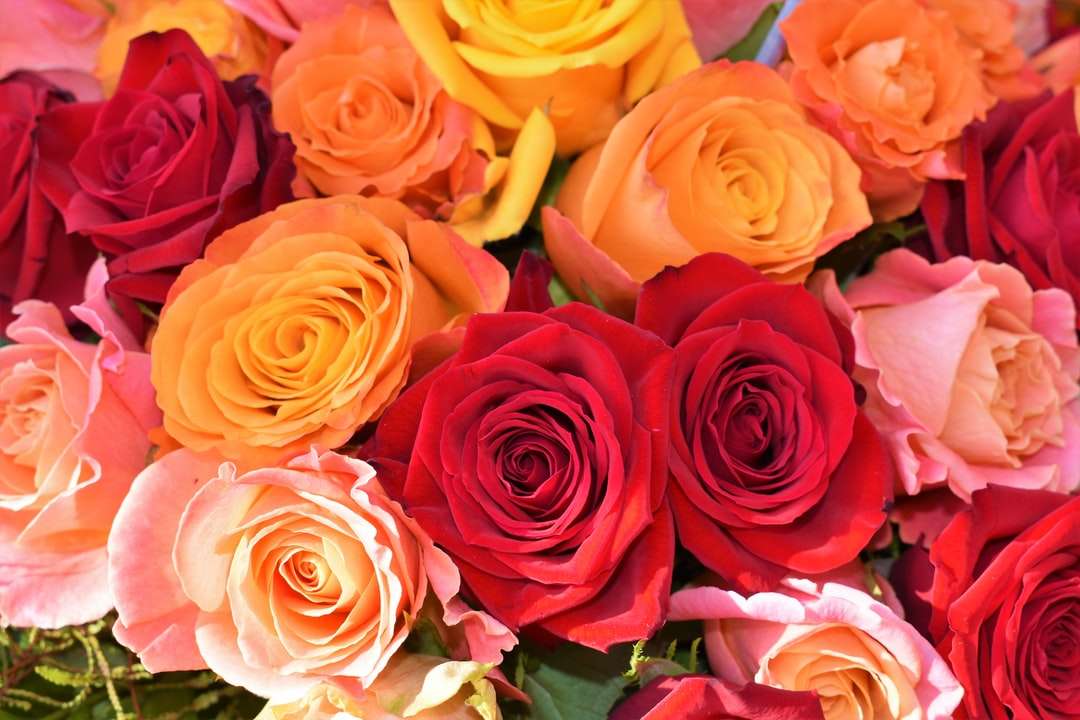 оранжевая, красная и розовая роза онлайн-пазл