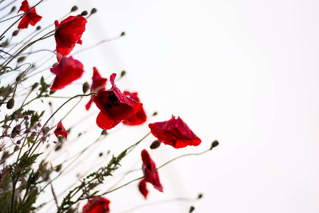 макрозйомка червоних квітів онлайн пазл