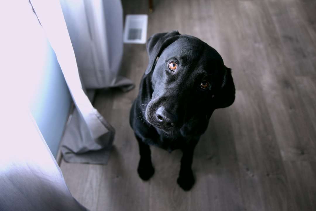 Kortbelagd svart hund sitter pussel på nätet