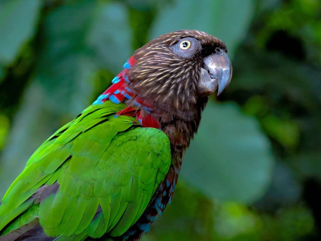 Uccello verde e rosso nella fotografia da vicino puzzle online