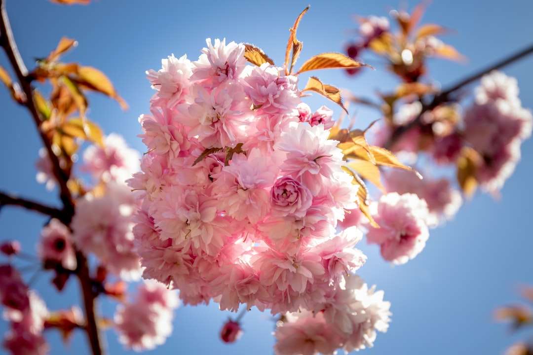 mělké zaměření fotografie růžových květů skládačky online