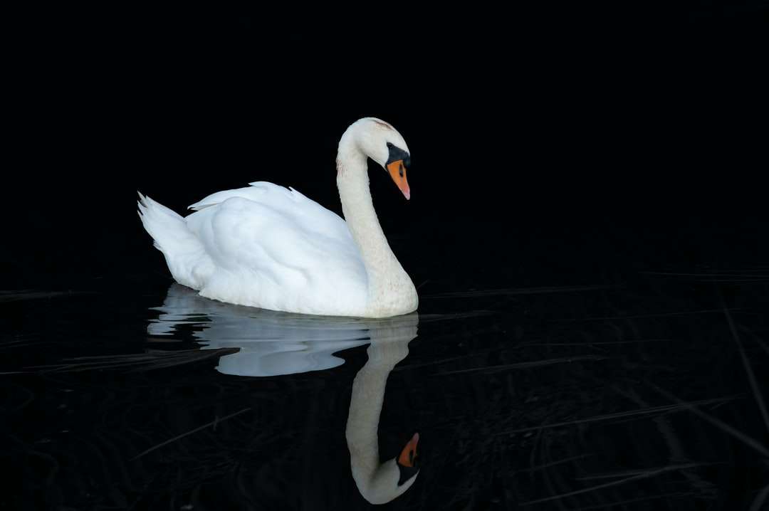 бял лебед на вода през деня онлайн пъзел