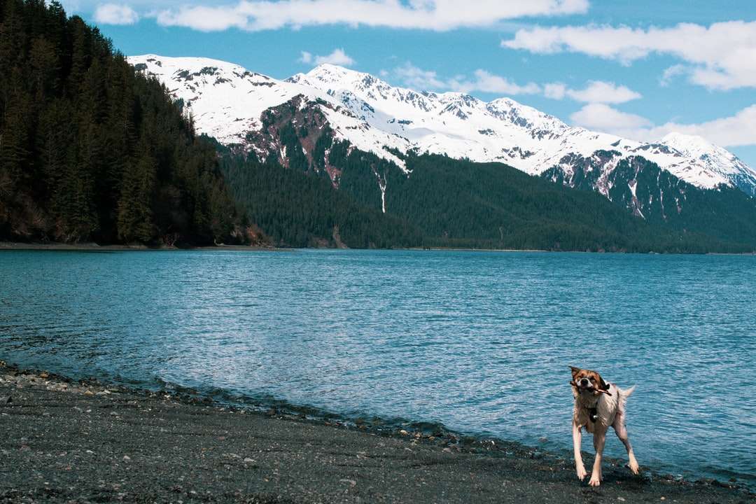 cane in piedi vicino al corpo d'acqua durante il giorno puzzle online