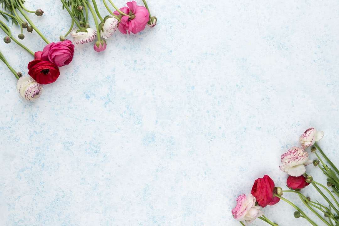 розови и бели цветя върху бяла повърхност онлайн пъзел