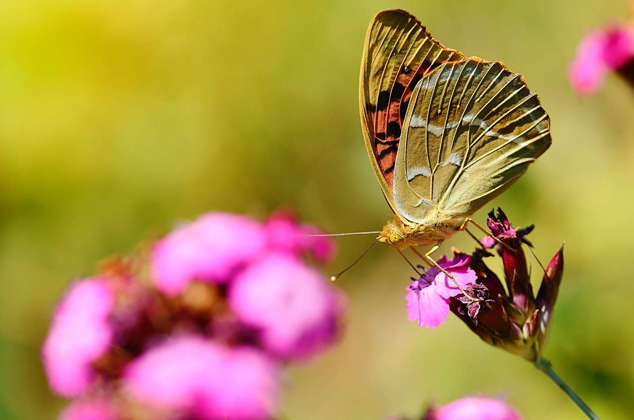 Schmetterling, der auf einer Wildblume ruht Online-Puzzle