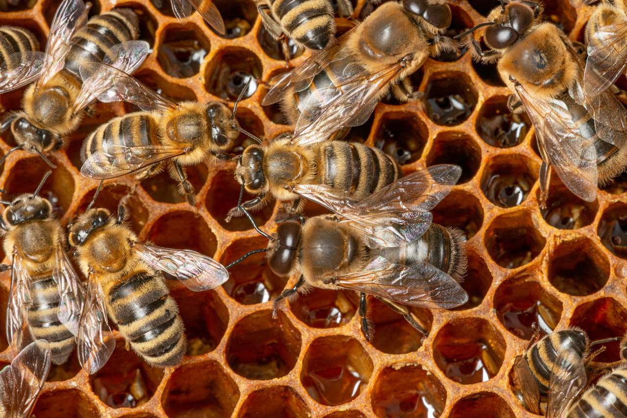 Große Drohnenbienen und Bienenarbeiter Online-Puzzle