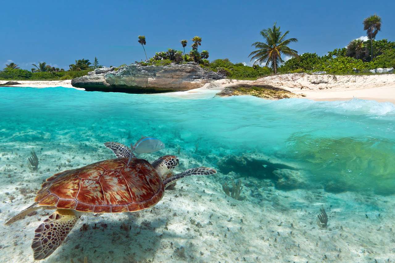 Пейзажи Карибского моря с зеленой черепахой в Мексике онлайн-пазл