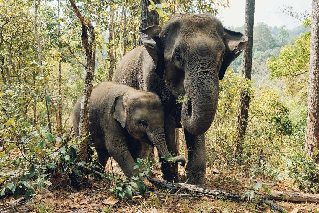 Dos elefantes cerca de árboles rompecabezas en línea