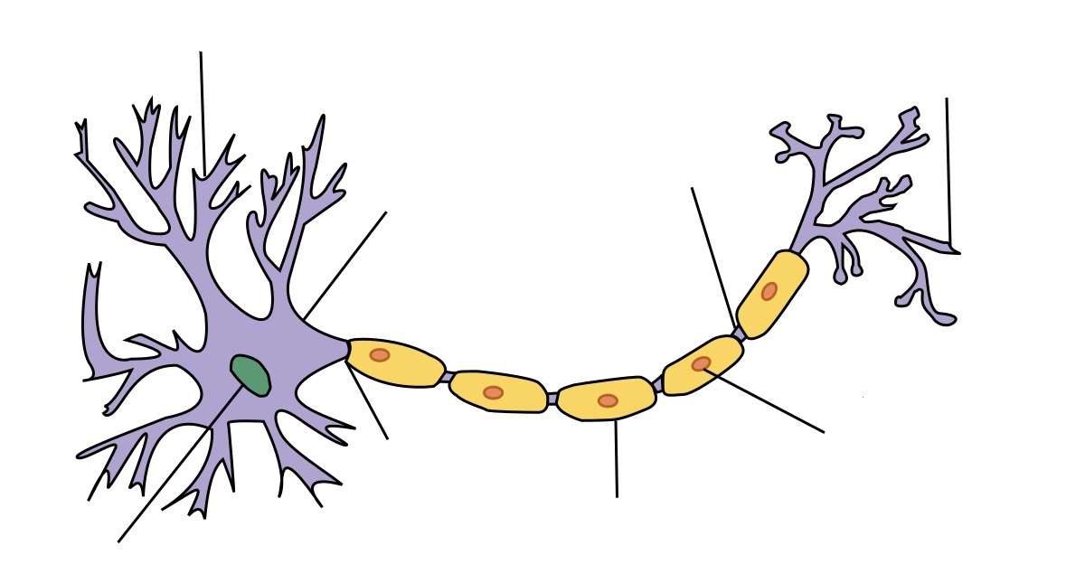 Neuron and its parts online puzzle