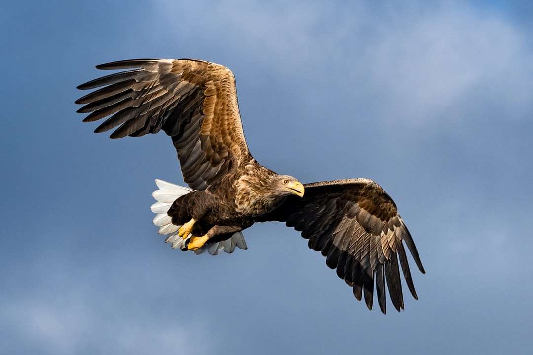 кафяв и бял орел, летящ под синьо небе през деня онлайн пъзел