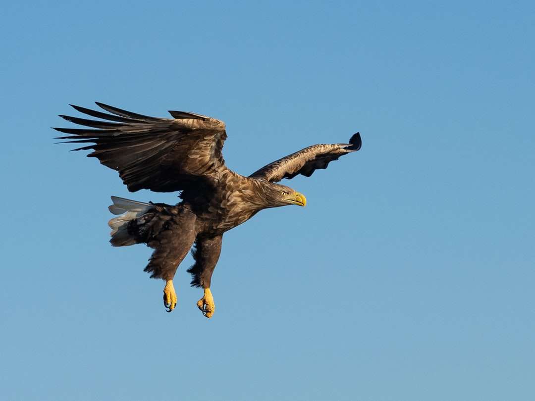 Черно-бял орел, летящ през деня онлайн пъзел