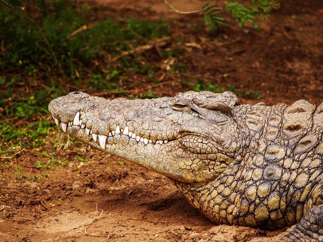 Grå alligator nära gräsfältet pussel på nätet