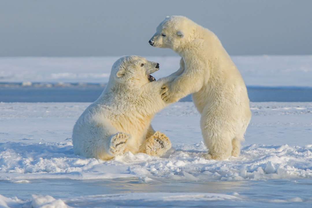 Urso polar no solo coberto de neve durante o dia quebra-cabeças online