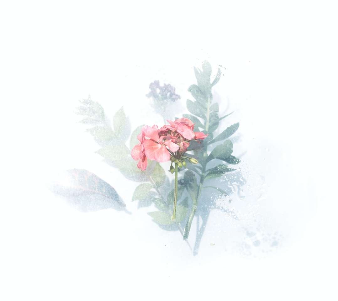 Fondo digital de flores petaled rosa rompecabezas en línea