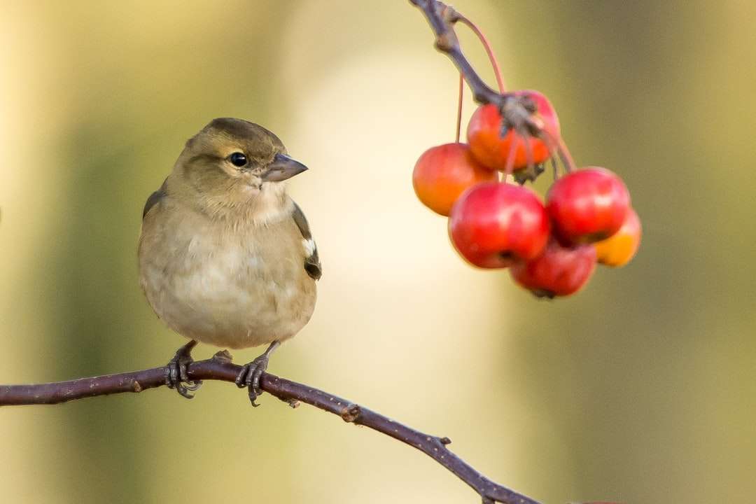 brown sparrow perched near red fruits online puzzle