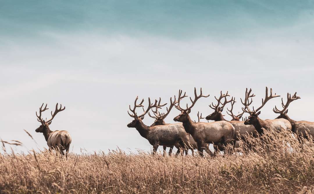 Stádo jelenů na hnědé trávě pole během dne online puzzle