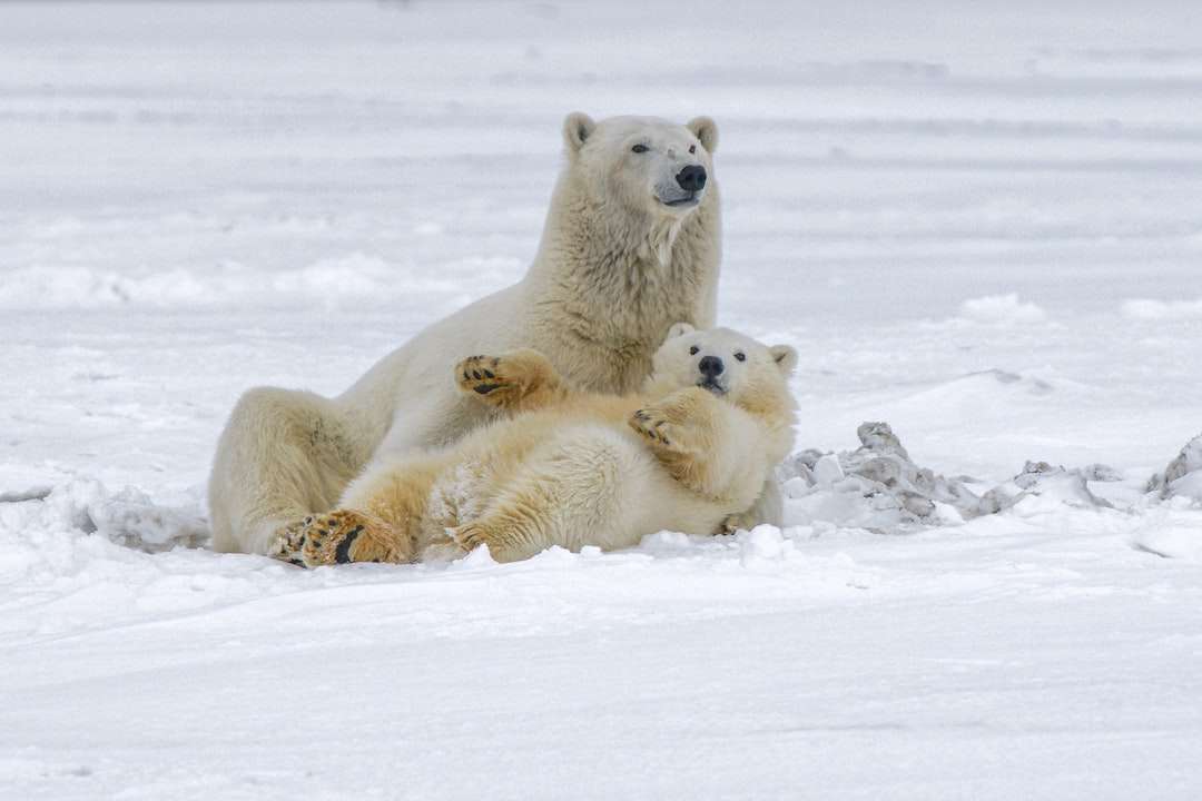 Polární medvěd na zasněžené zemi během dne skládačky online