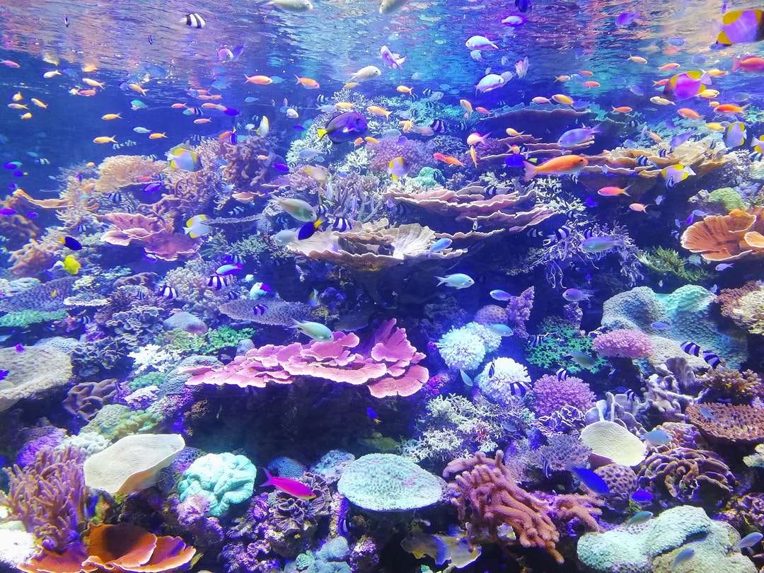 Școala de pește pe corali puzzle online