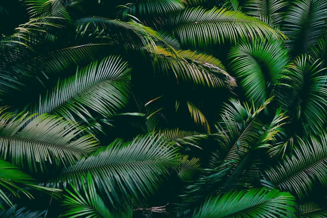 grönt palmträd under dagtid Pussel online