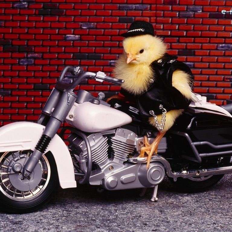 Kyckling på en scooter pussel på nätet