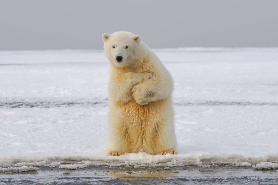Urso polar no solo coberto de neve durante o dia quebra-cabeças online