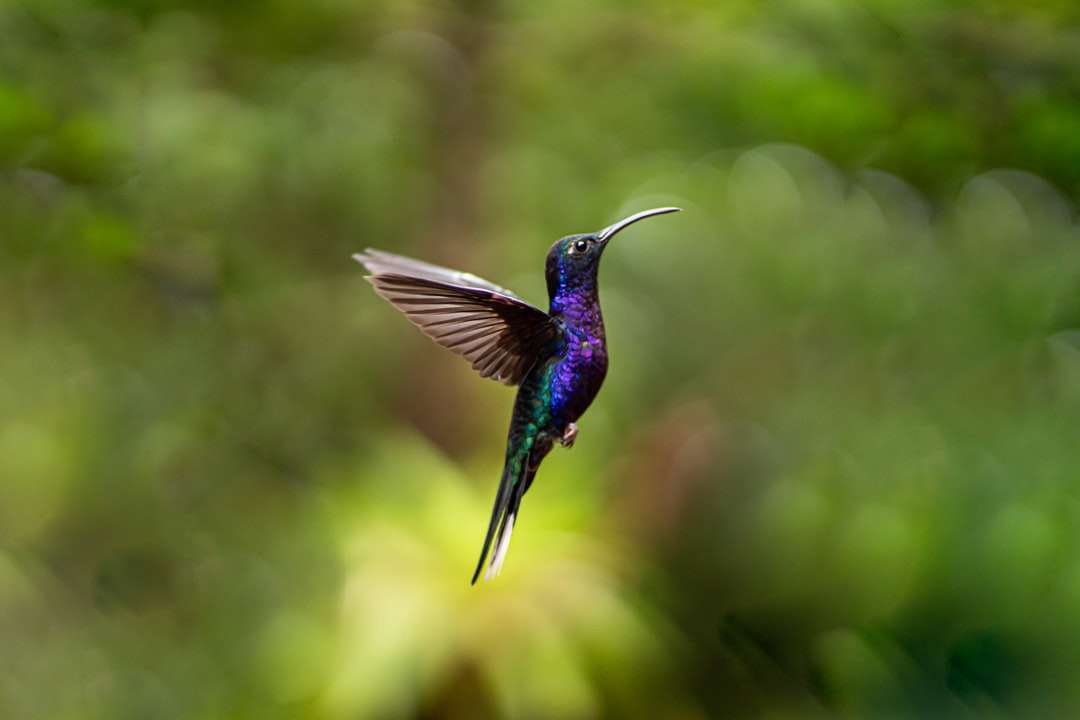 Blå och grön hummingfågel som flyger under dagtid pussel på nätet