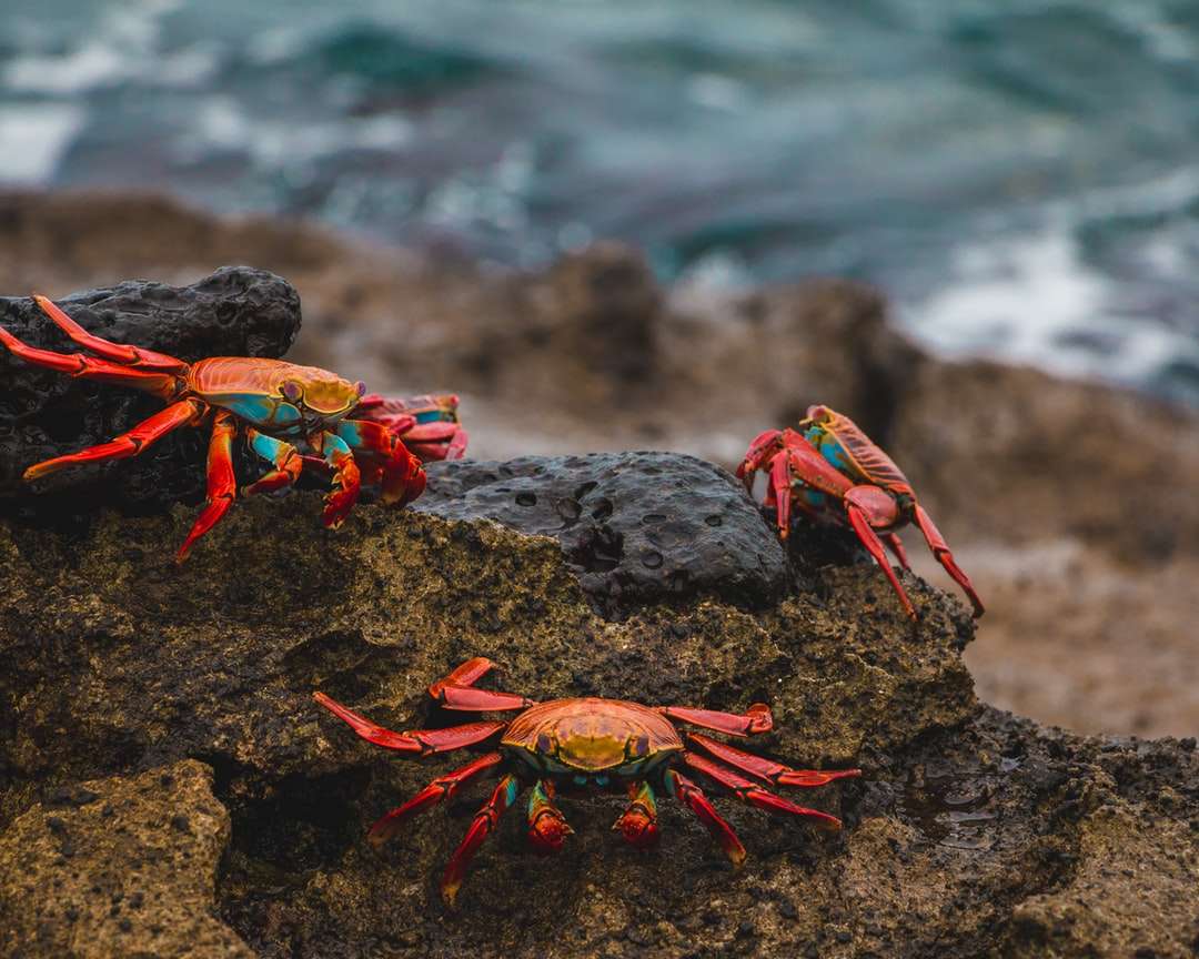 Rote und braune Krabbe auf schwarzem Felsen Online-Puzzle