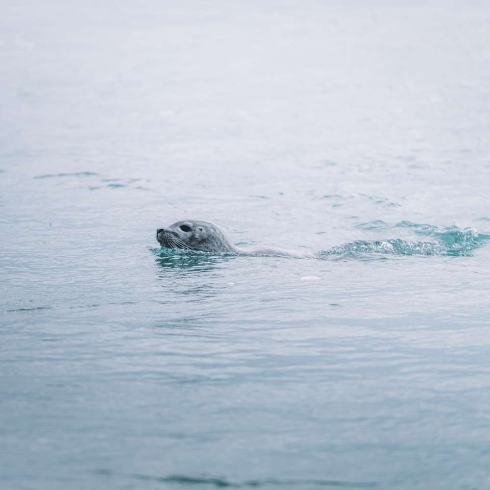 θαλάσσιο λιοντάρι στο νερό κατά τη διάρκεια της ημέρας online παζλ