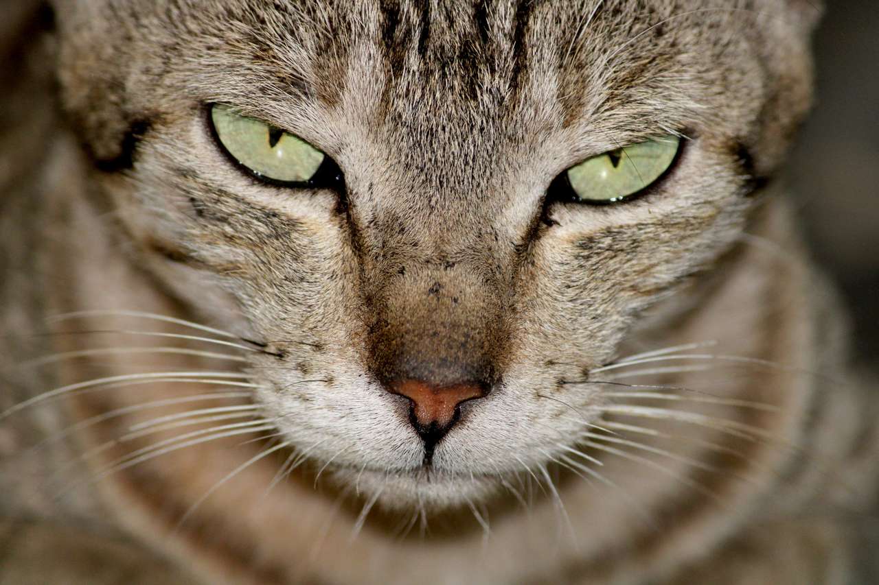 En närbild av en vacker katt. Pussel online