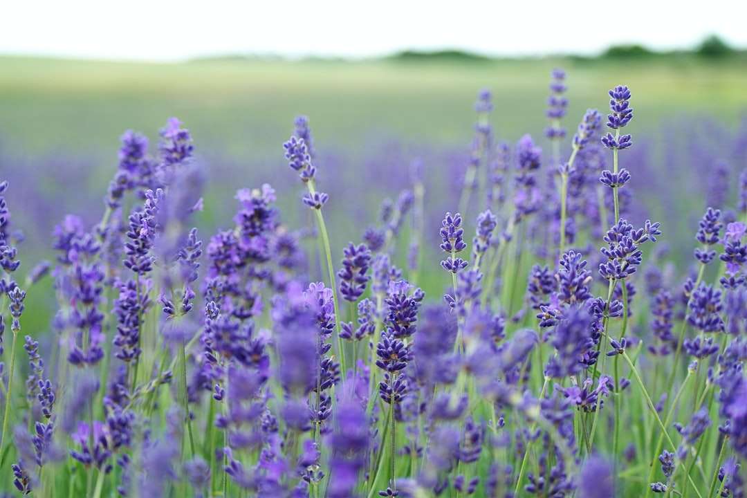 Лавандулово цвете поле цъфти през деня онлайн пъзел