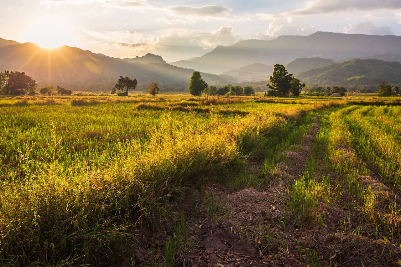収穫後の農地、タイのペッチャブーン県、ロムカオの日没前の美しい田園風景 オンラインパズル