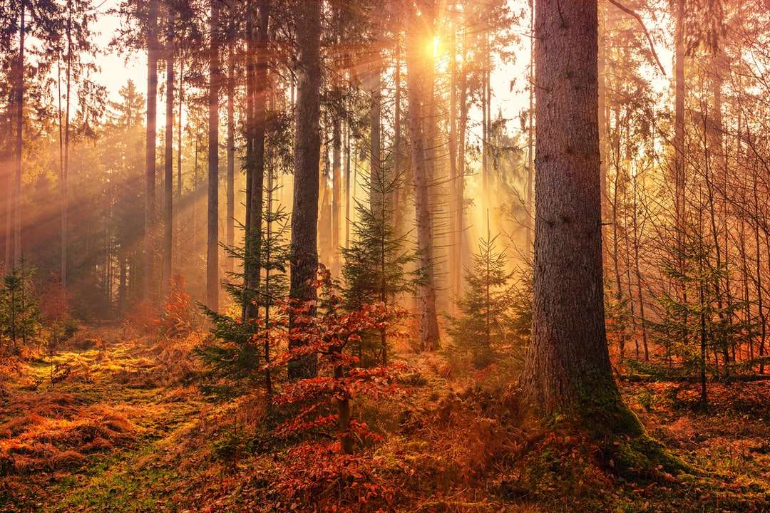 Chaleur de la forêt par le soleil puzzle en ligne
