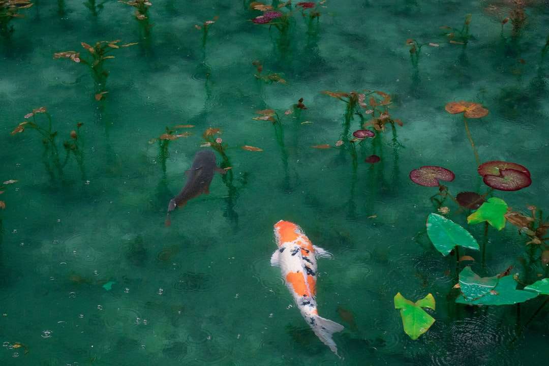 Fotografie de doi pește negru, alb și portocaliu koi jigsaw puzzle online