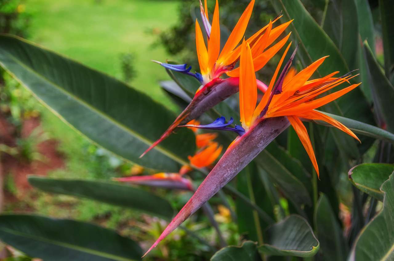 Oiseau de paradis dans un jardin tropical sur Tenerife puzzle en ligne