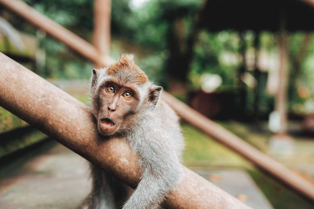 Fotografía de foco superficial del mono abrazando pasamanos rompecabezas en línea