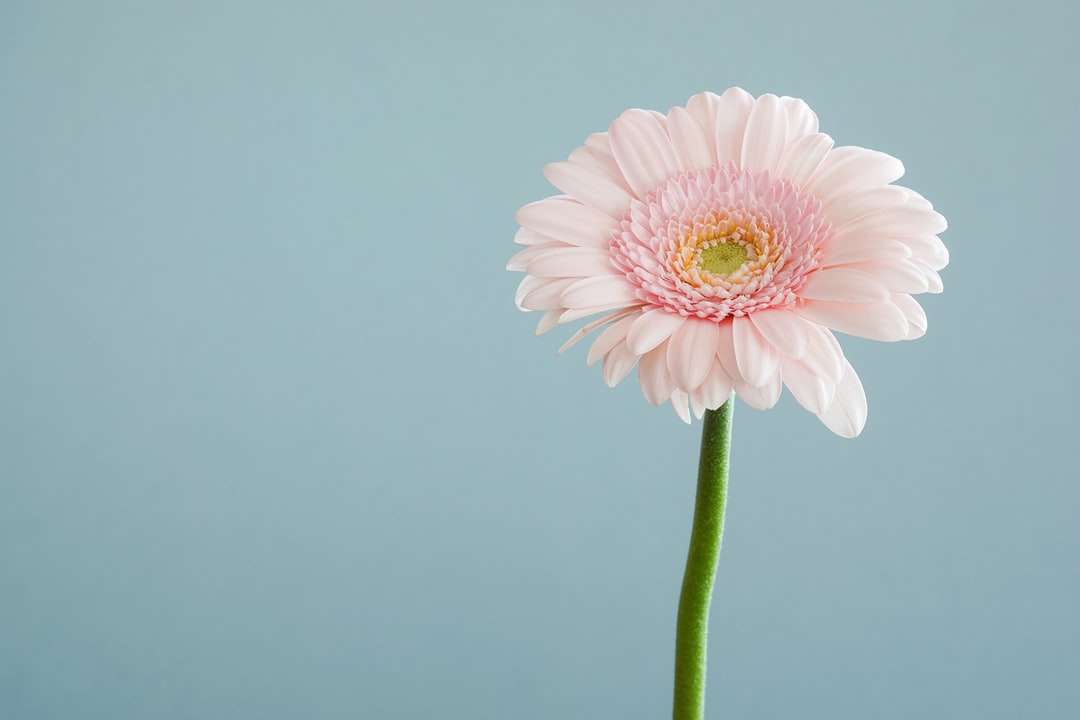 Fotografía enfocada selectiva de la flor rosa pétalada. rompecabezas en línea