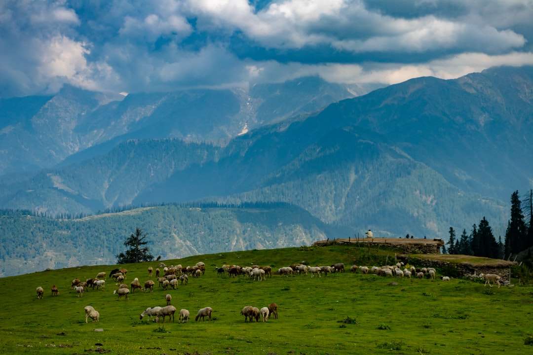 Kudde schapen op groene grasachtige heuvel tijdens bewolkte dag legpuzzel online