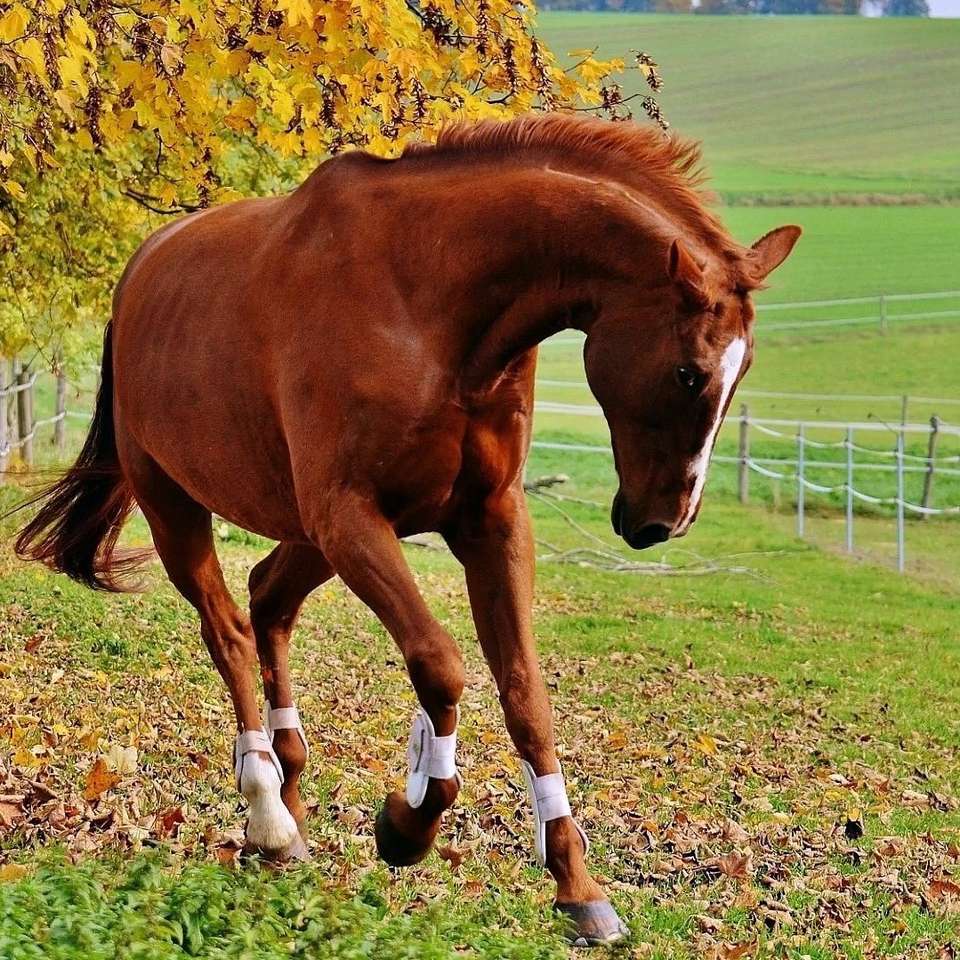 Ένα άλογο σε ένα λιβάδι online παζλ