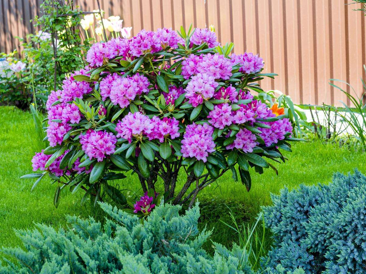Rhododendron ανθισμένο θάμνο online παζλ