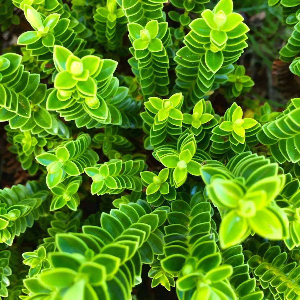 Fotografia de foco da planta verde no dia puzzle online
