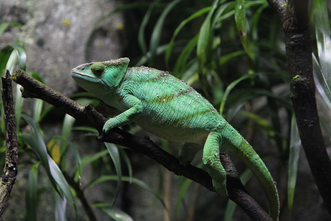 Zelený chameleon na hnědé větve online puzzle
