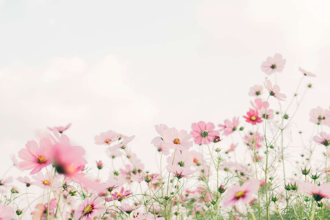 Flores cor-de-rosa e brancas sob o céu branco durante o dia quebra-cabeças online