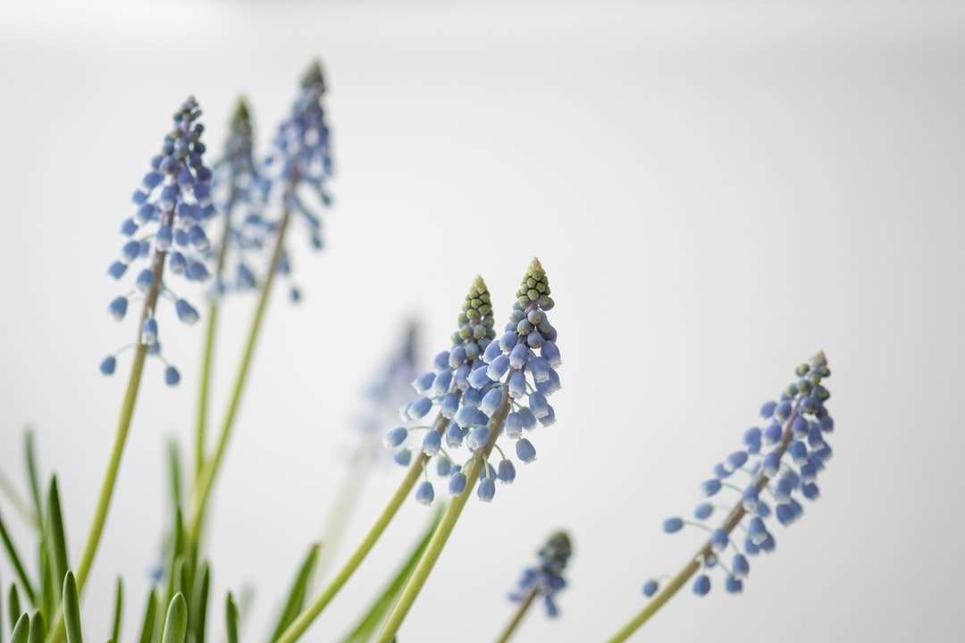 Снимка на сини цветя онлайн пъзел