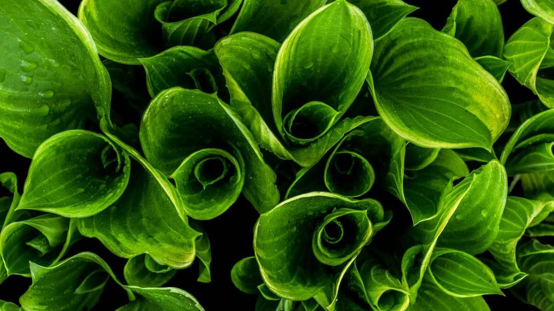 Közeli kép a zöld leveles növények kirakós online