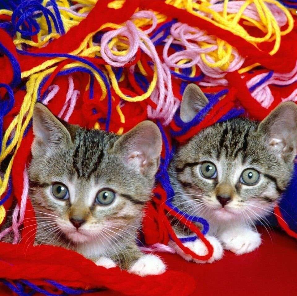 Kitties mezi nitě putů skládačky online