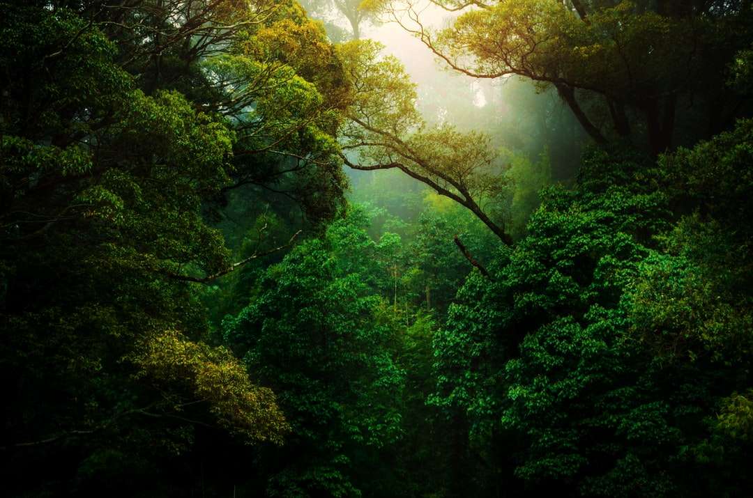 Πράσινα δέντρα στο δάσος κατά τη διάρκεια της ημέρας παζλ online