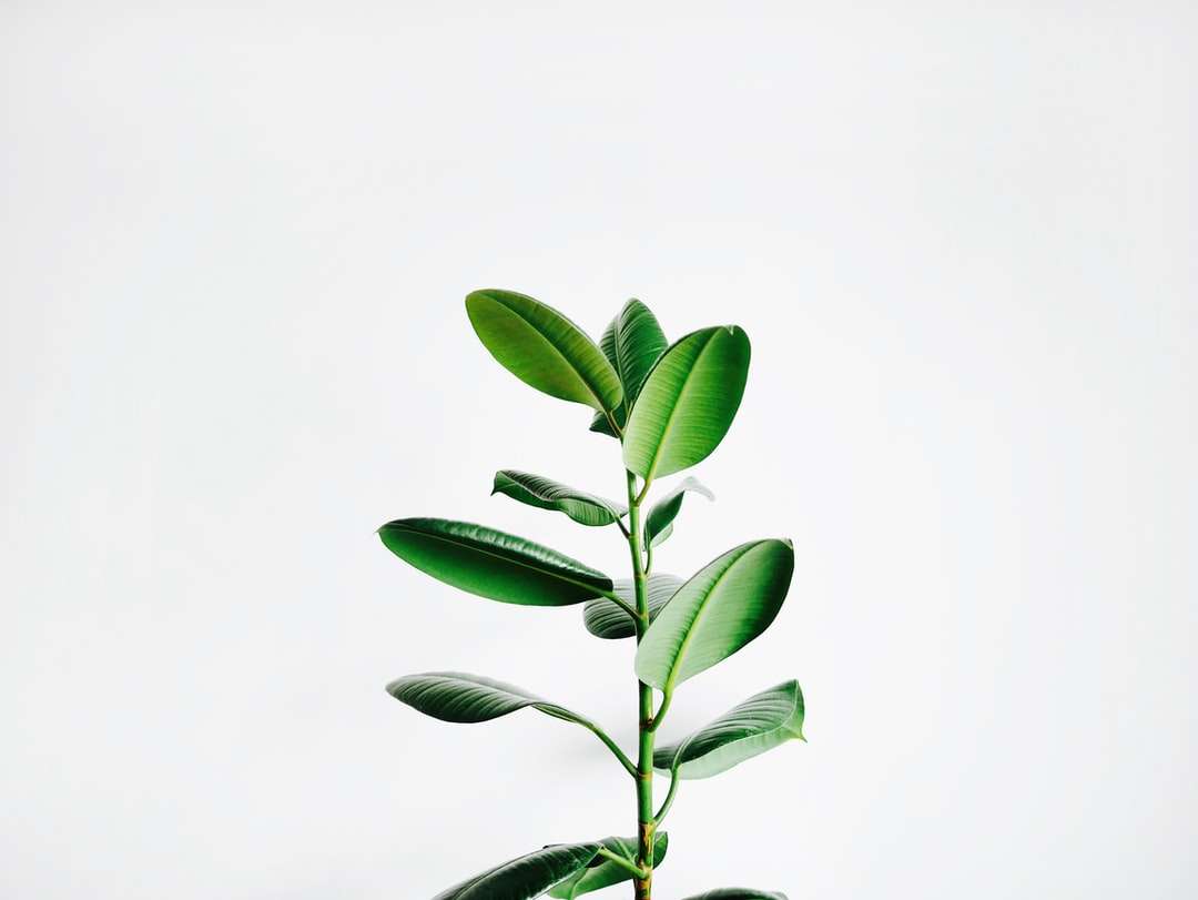 zöld levél növény online puzzle